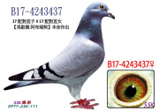 B17-4243437 B 母