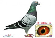 11-688927公 斑