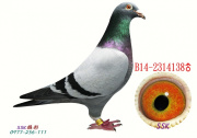 B14-2314138 公 B